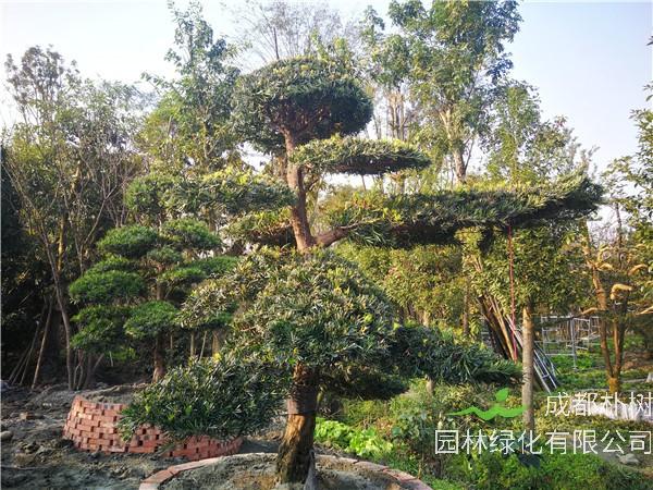 四川省-成都市苗木基地直销的19公分罗汉松价格怎么样？